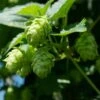 Houblon Vert - Humulus Lupulus Magnum 2 Houblon Vert - Humulus Lupulus Magnum -Promesse De Fleurs Soldes Magasin humulus lupulus magnum 66835 2 1