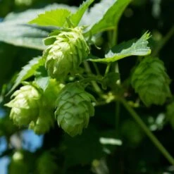 Houblon Vert - Humulus Lupulus Magnum