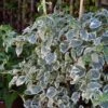 Hortensia Grimpant - Hydrangea Petiolaris Silver Lining -Promesse De Fleurs Soldes Magasin hydrangea petiolaris silver lining 813003 3