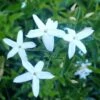 Jasmin Des Açores - Jasminum Azoricum -Promesse De Fleurs Soldes Magasin jasminum azoricum 83639 5