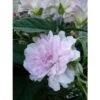 Liseron Du Japon Grimpant Flore Pleno - Calystegia Hederacea -Promesse De Fleurs Soldes Magasin liseron du japon grimpant flore pleno 87689 1
