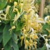 Chèvrefeuille - Lonicera Similis Var. Delavayi 2 Chèvrefeuille - Lonicera Similis Var. Delavayi -Promesse De Fleurs Soldes Magasin lonicera delavayi 681452 1