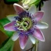 Passiflora Allardii - Fleur De La Passion -Promesse De Fleurs Soldes Magasin passiflora allardii 87026 1