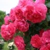 Rosier Grimpant Rosarium Uetersen 1 Rosier Grimpant Rosarium Uetersen -Promesse De Fleurs Soldes Magasin rosarium uetersen 712842 3