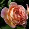 Rosier David Austin Lady Of Shalott -Promesse De Fleurs Soldes Magasin rosier anglais lady of shalot 771463 1