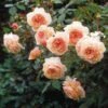 Rosier David Austin A Shropshire Lad -Promesse De Fleurs Soldes Magasin rosier david austin a shropshire lad 665312 1