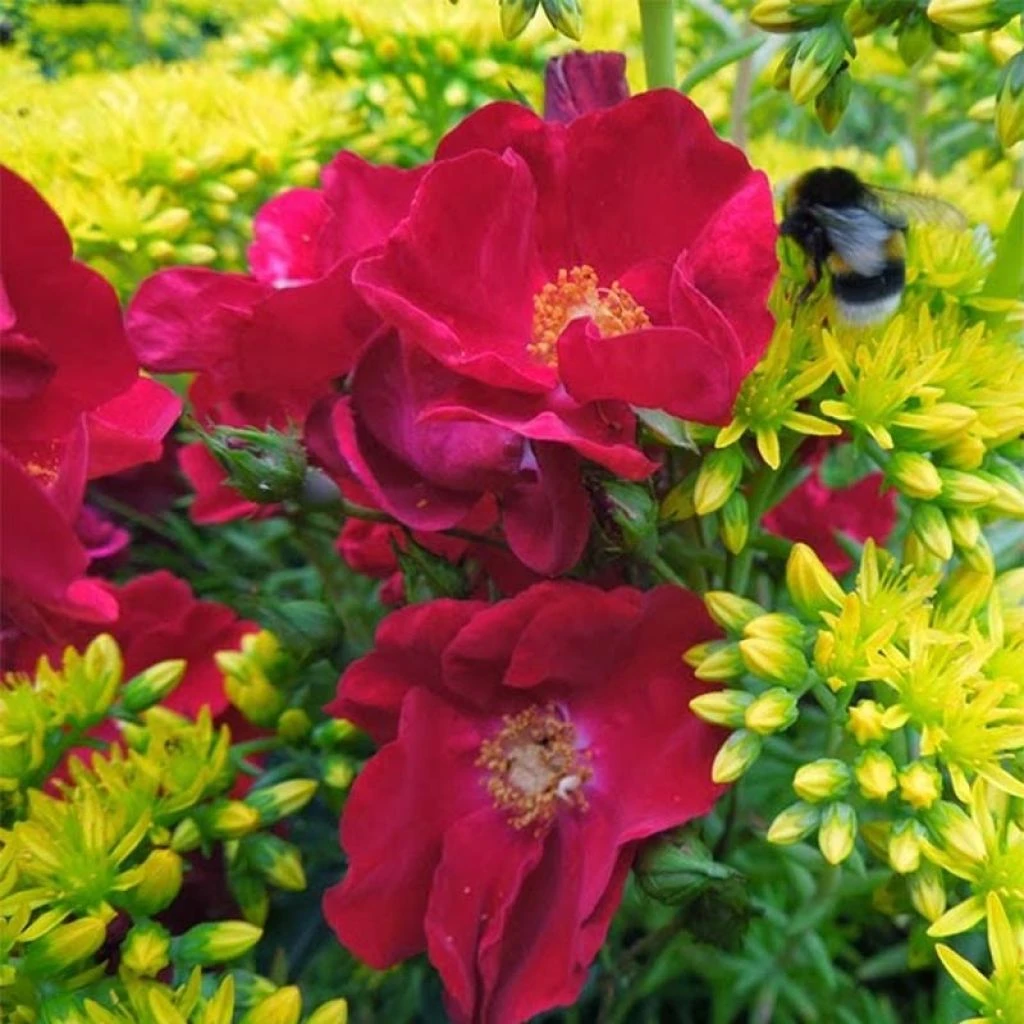 Rosier Décorosiers Vesuvia 3 Rosier Décorosiers Vesuvia