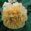 Rosier Ancien Fragrant Old Yellow 1 Rosier Ancien Fragrant Old Yellow -Promesse De Fleurs Soldes Magasin rosier fragant old yellow 771501 1