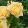 Rosier David Austin Golden Celebration 2 Rosier David Austin Golden Celebration -Promesse De Fleurs Soldes Magasin rosier golden celebration 66521 1