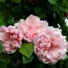 Rosier Grimpant Albertine -Promesse De Fleurs Soldes Magasin rosier grimpant albertine 665082 1