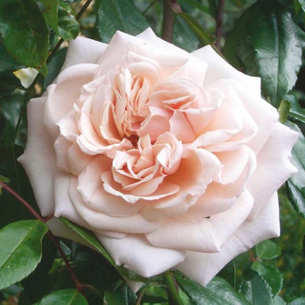 Rosier Grimpant Penny Lane 3 Rosier Grimpant Penny Lane