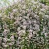 Rosier Liane Paul's Himalayan Musk -Promesse De Fleurs Soldes Magasin rosier paul himalayan musk 771550 1