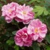Rosier Rugosa Thérèse Bugnet -Promesse De Fleurs Soldes Magasin rosier rugosa therese bugnet 169922 1