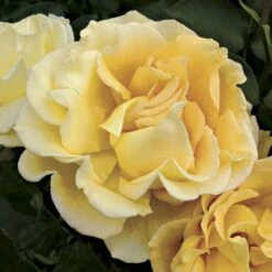 Rosier à Grandes Fleurs Ville De Chine