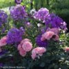 Duo Quartz Et Améthyste -Promesse De Fleurs Soldes Magasin sc ne phlox paniculata the king rosier berleburg