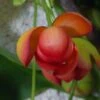 Schisandra Rubriflora -Promesse De Fleurs Soldes Magasin schisandra rubriflora 771573 1