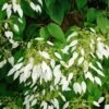 Schizophragma Integrifolia - Hydrangée à Feuilles Entières 1 Schizophragma Integrifolia - Hydrangée à Feuilles Entières -Promesse De Fleurs Soldes Magasin schizophragma integrifolia 67800 1