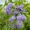 Solanum Crispum Glasnevin -Promesse De Fleurs Soldes Magasin solanum crispum glasnevin 80051 3