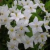 Solanum Jasminoides Album -Promesse De Fleurs Soldes Magasin solanum jasminoides album 491544 3
