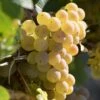Vigne Fragola Bianca - Vitis Vinifera -Promesse De Fleurs Soldes Magasin vitis vinifera fragola bianca 86451 1