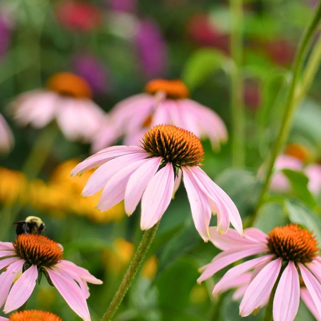 Promesse De Fleurs Soldes Magasin -Promesse De Fleurs Soldes Magasin vivaces