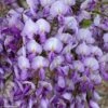 Glycine Grande Diva Barbara - Wisteria (x) Venusta -Promesse De Fleurs Soldes Magasin wisteria barbara if minier 16060 1