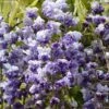 Glycine Grande Diva Cecilia - Wisteria (x) Venusta -Promesse De Fleurs Soldes Magasin wisteria cecilia if minier 16061 1
