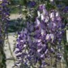 Glycine Du Japon - Wisteria Floribunda Domino Ou Issai -Promesse De Fleurs Soldes Magasin wisteria floribunda domino 771557 1