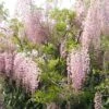 Glycine Du Japon - Wisteria Floribunda Honbeni (Rosea, Pink Ice) 2 Glycine Du Japon - Wisteria Floribunda Honbeni (Rosea, Pink Ice) -Promesse De Fleurs Soldes Magasin wisteria floribunda rosea 771556 1